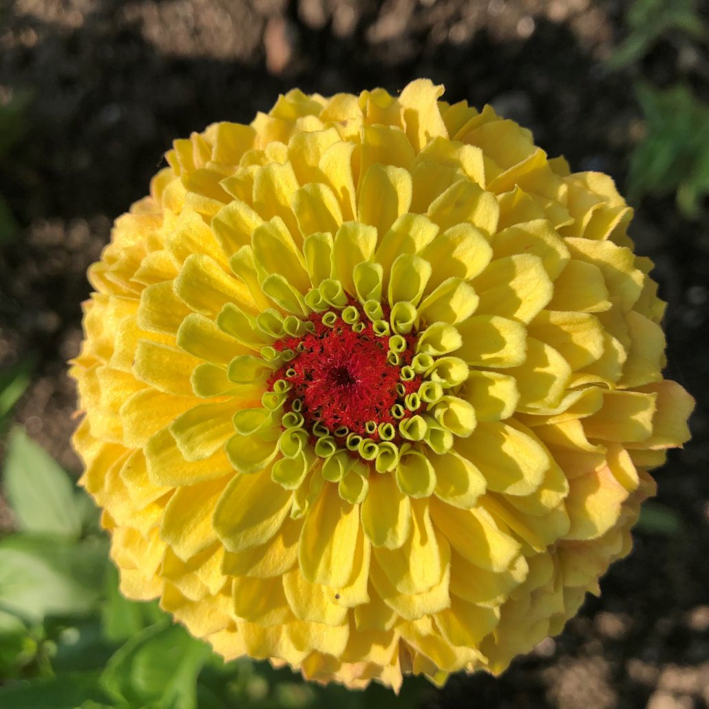 Zinnia Queeny Lemon Peach